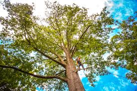 Reliable Dunes City, OR Tree Services Solutions