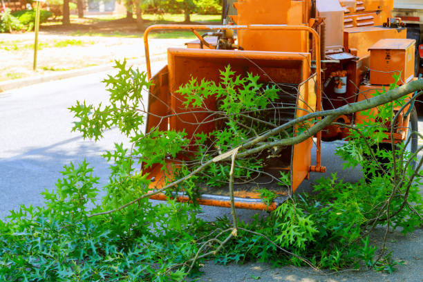 Best Emergency Tree Removal  in Dunes City, OR